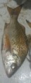 /album/photos-sompat/coronge-sompate-jpg/